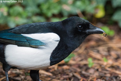 Magpie