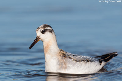 Grey Phalarope - Phalaropus fulicarius