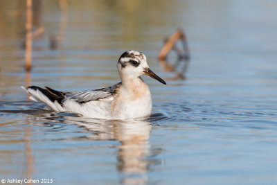 Grey Phalarope - Phalaropus fulicarius