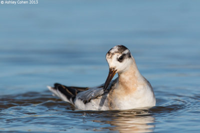 Grey Phalarope - Phalaropus fulicarius