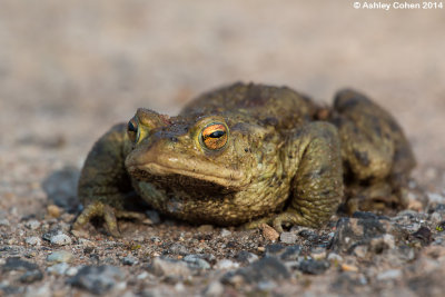 Common Toad