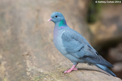 Stock Dove