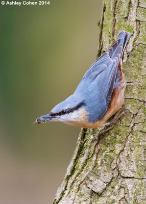 Nuthatch - Sitta europaea