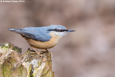 Nuthatch