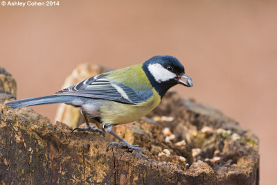 great_tit