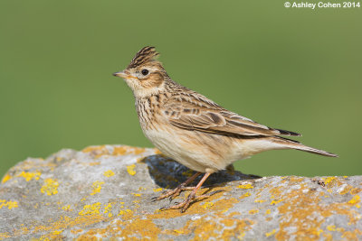 Skylark