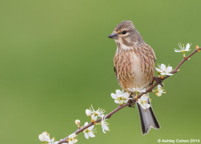 Linnet - Carduelis cannabina