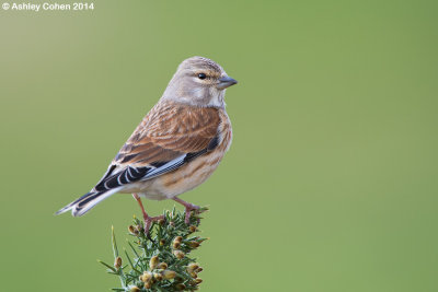 Linnet - Carduelis cannabina