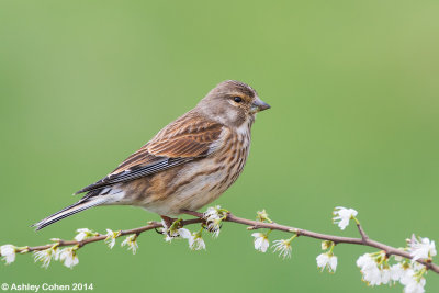 Linnet - Carduelis cannabina