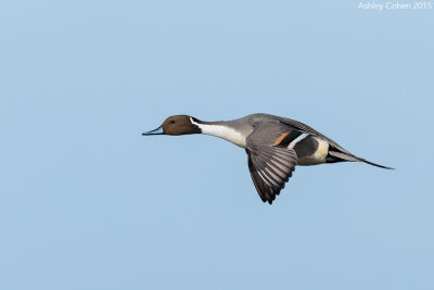 Pintail