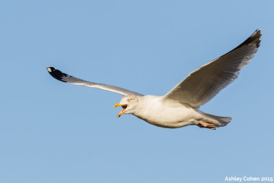 Herring Gull - Larus argentatus