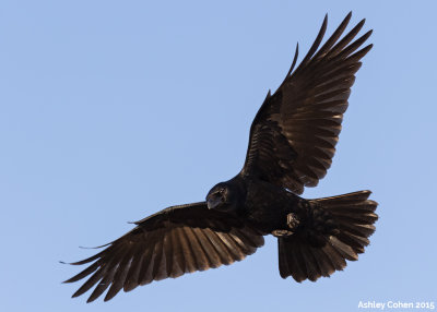 Carrion Crow