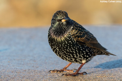 Starlings