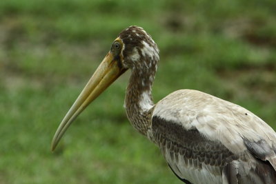 Painted Stork (juvenile)