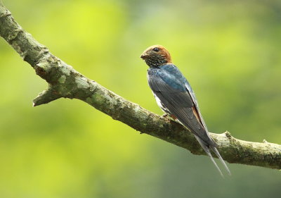 Lesser striped Swallow