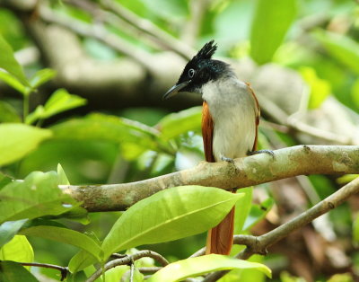Asian Paradise-flycatcher