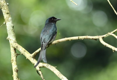 White-bellied Drongo