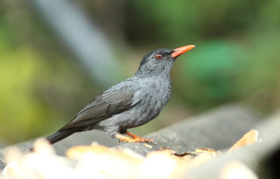 Black Bulbul