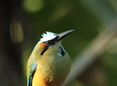 g9/35/1078335/3/154621699.X0C5XHjJ.jpg