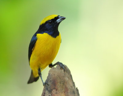 Yellow-throated Euphonia