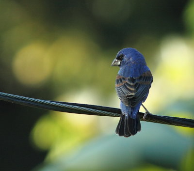 Blue Grosbeak