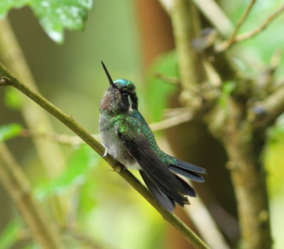 Purple-throated Mountain-gem (juvenile)