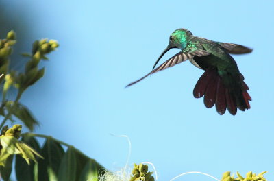 Rufous-tailed Hummingbird