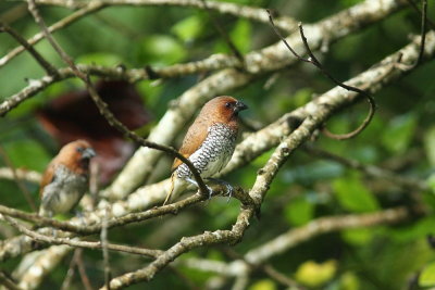 Sri Lanka birds