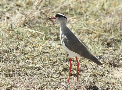 Crowned Lapwing.