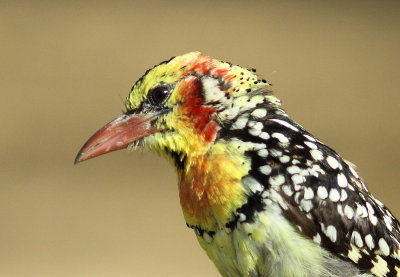 Red- and -yellow Barbet