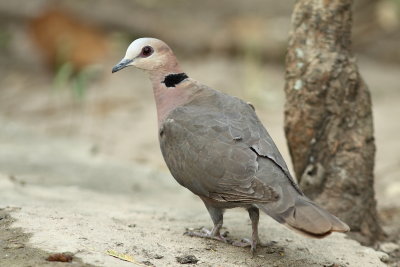 Red-eyed Dove