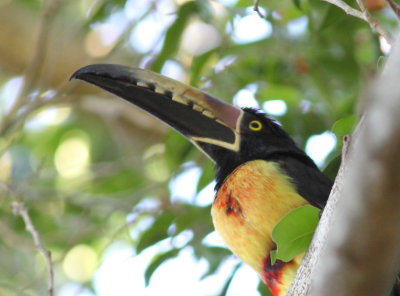 Colored Aracari