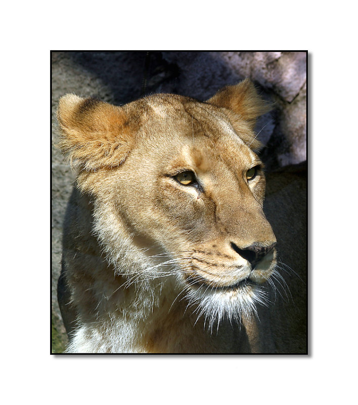 Lioness