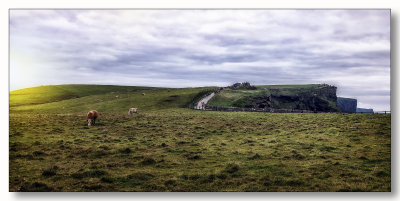 Grazing At Moher