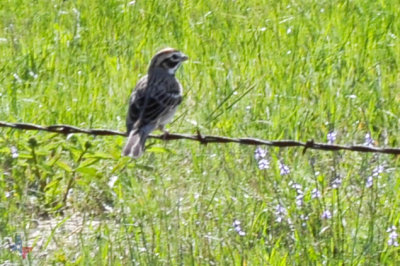 Thru the Eye of a Sparrow