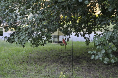 Cardinal
