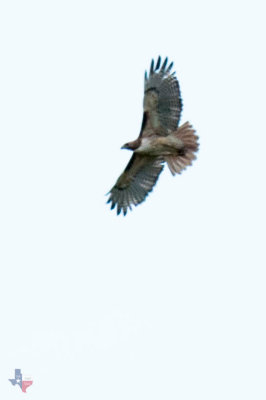 Red Tail Hawk