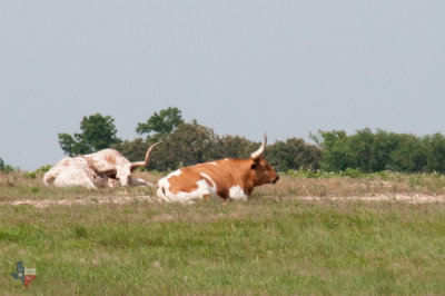 Longhorns Getting Some Sun