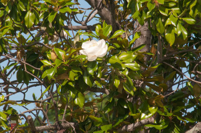Magnolia