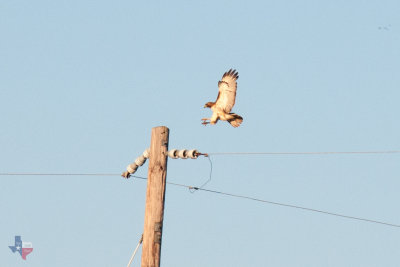 Red Tail Hawk
