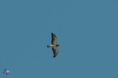 Swainson's Hawk