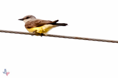 Yellow Bellied Sparrow ??