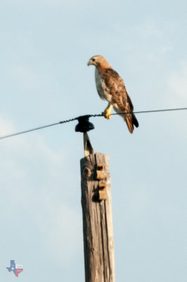 Red Tail Hawk