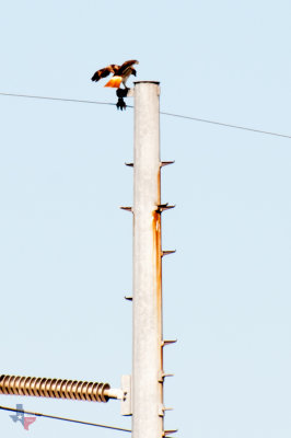 _RCD7084.jpg