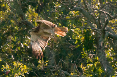 Red Tail on The Hunt