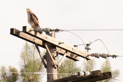 Red Tail