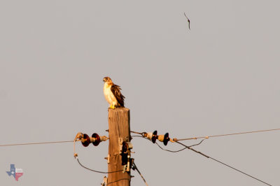 Red Tail 