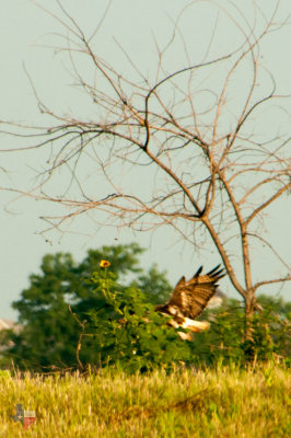Hawk Swooping in for Kill
