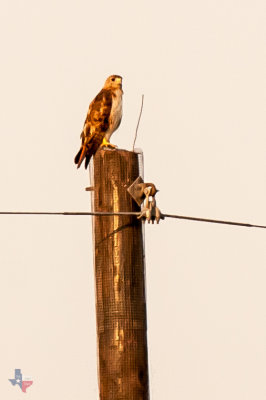 Red Tail Hawk