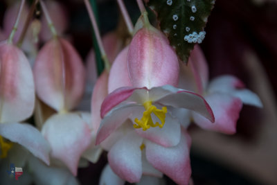 Begonia Blossom